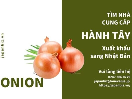 Tìm nhà cung cấp hành tây