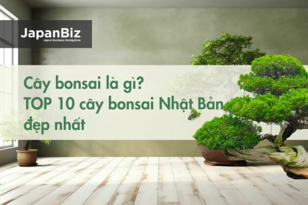 Cây bonsai là gì? TOP 10 cây bonsai Nhật Bản đẹp nhất hiện nay