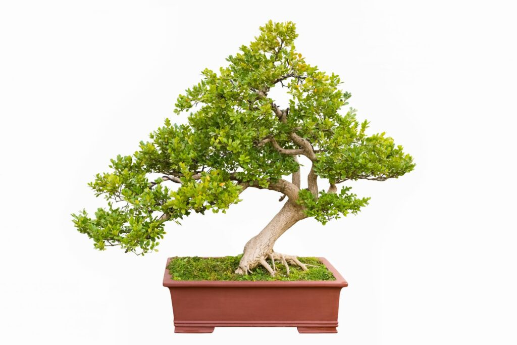 TOP 10 cây bonsai Nhật Bản đẹp nhất hiện nay 
