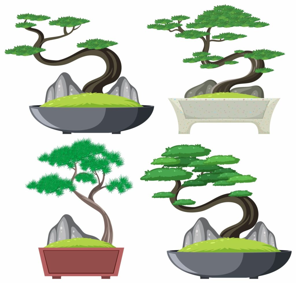 Nhân giống cây bonsai Nhật Bản như thế nào? 