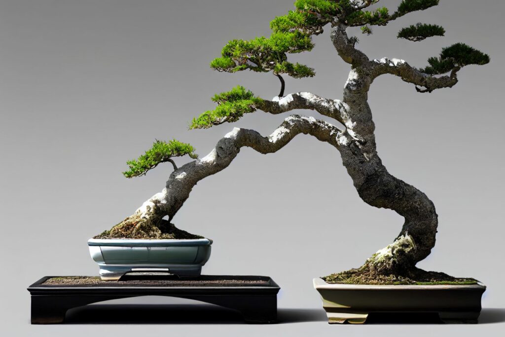 Cây bonsai là gì?