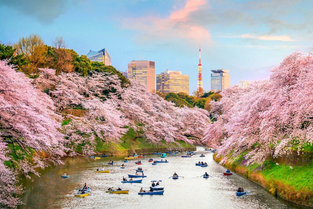 Mùa xuân ở Nhật Bản có phải chỉ có mỗi hoa anh đào không?