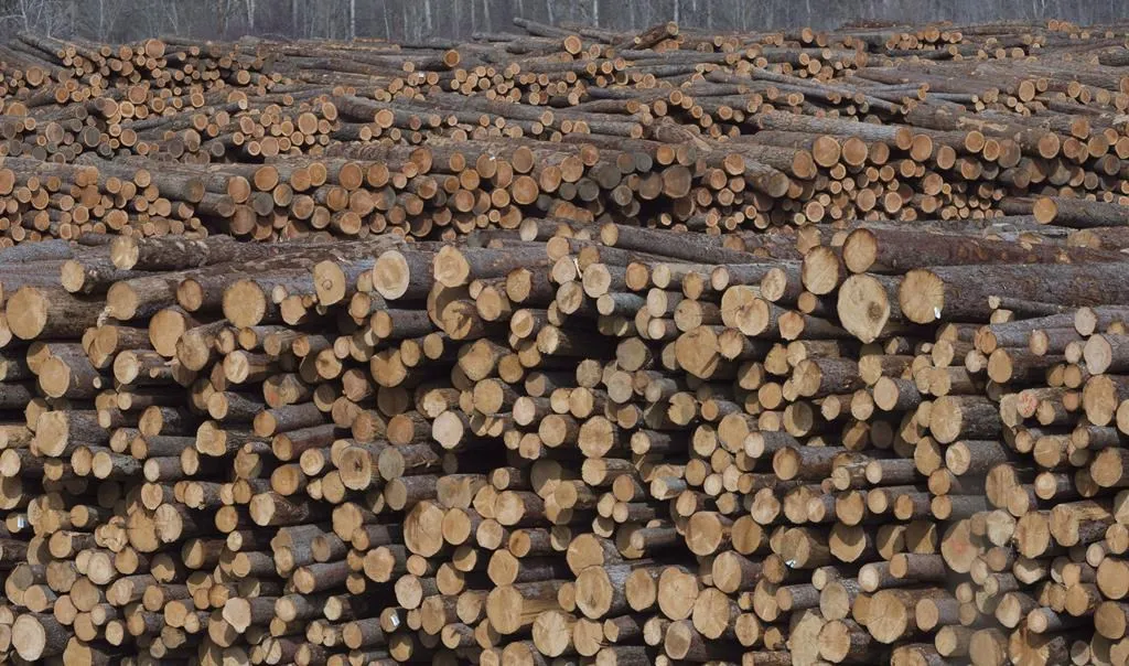 Các biện pháp của chính phủ nhằm đối phó với cuộc khủng hoảng gỗ 
