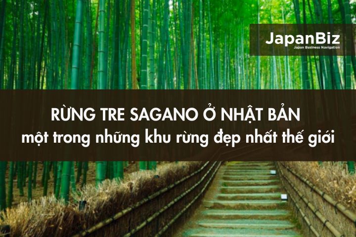 Rừng tre Sagano ở Nhật Bản - một trong những khu rừng đẹp nhất thế giới