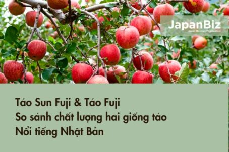 Táo Sun Fuji & Táo Fuji - So sánh chất lượng hai giống táo nổi tiếng Nhật Bản