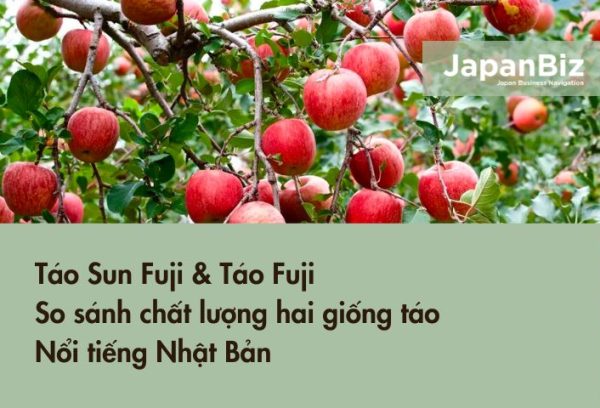 Táo Sun Fuji & Táo Fuji - So sánh chất lượng hai giống táo nổi tiếng Nhật Bản