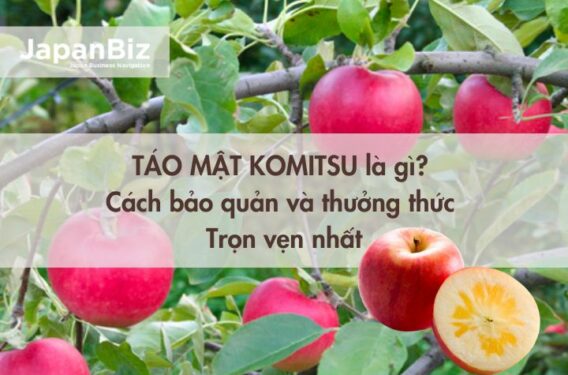 Táo mật Komitsu là gì? Cách bảo quản và thưởng thức táo mật trọn vẹn nhất