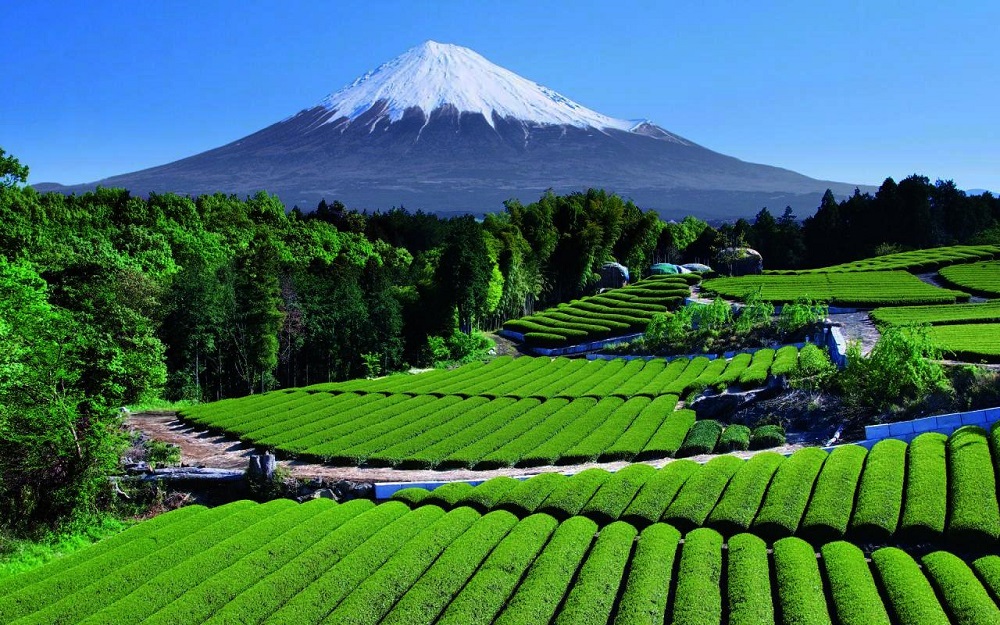 3 vấn đề mà nông nghiệp Nhật Bản phải đối mặt? Nông dân có thể đưa ra giải pháp gì cho tương lai? 