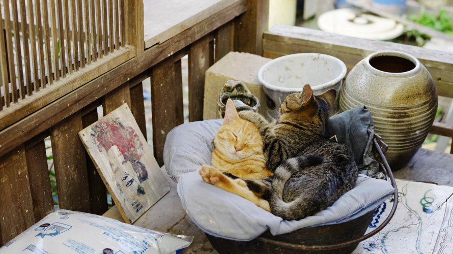 Thông tin về sự kiện liên quan đến “Ngày của mèo” ở Nhật Bản 