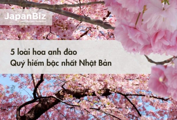 5 loài hoa anh đào quý hiếm của Nhật Bản 