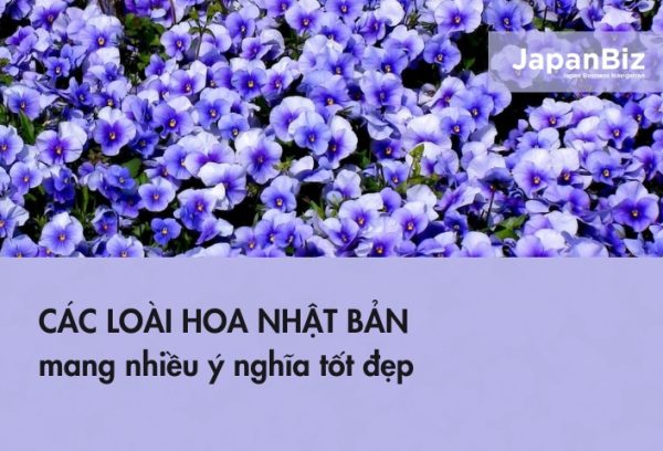 Các loài hoa Nhật Bản mang nhiều ý nghĩa tốt đẹp