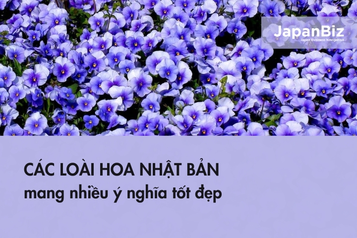 Các loài hoa Nhật Bản mang nhiều ý nghĩa tốt đẹp