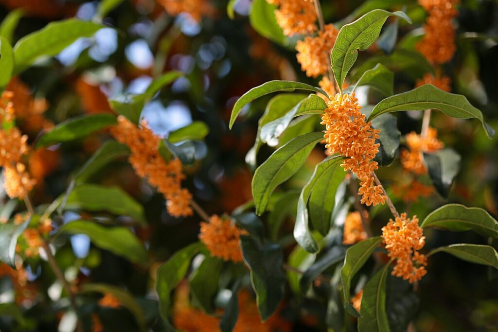 Kinmokusei (Orange Osmanthus) 