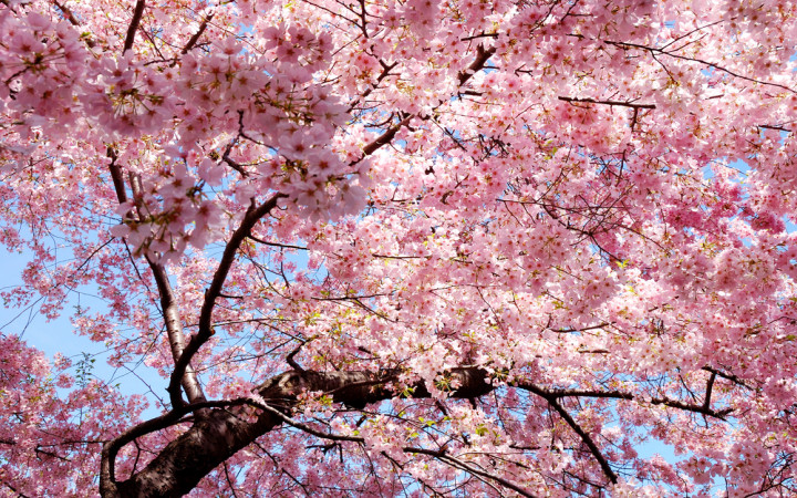 Sakura (Hoa anh đào Nhật Bản) 