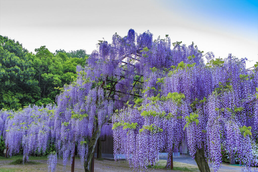 Fuji (Wisteria) 