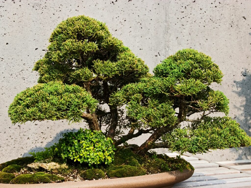 Nhân giống cây bonsai Nhật Bản như thế nào? 