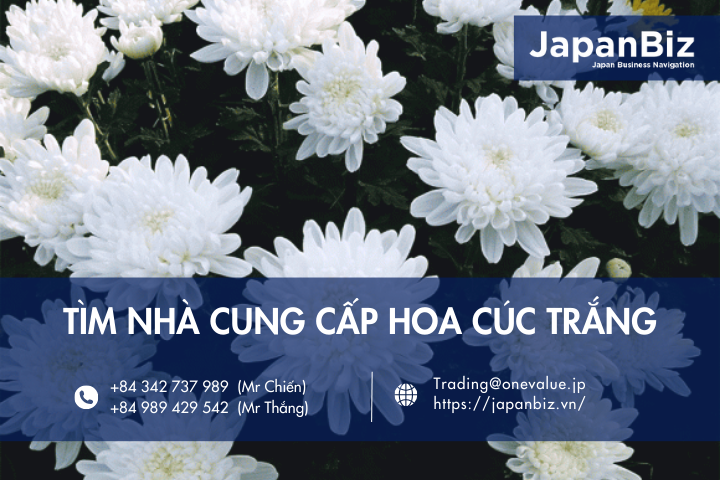 Tìm nhà cung cấp hoa cúc trắng xuất Nhật