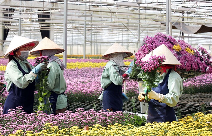 Nông dân thu hoạch hoa 