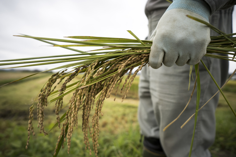 A farmer holds ears of rice in a paddy field in Tohnosho, Japan, on Tuesday, Aug. 28, 2018. Photographer: Tomohiro Ohsumi/Bloomberg