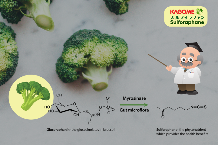 Cơ chế hoạt động của Sulforaphane