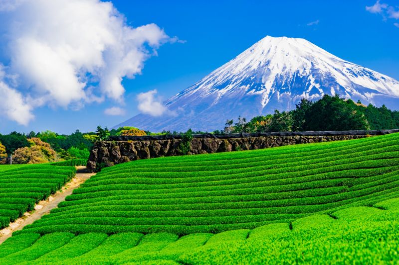 Núi Phú Sĩ và những cánh đồng trà xanh ở tỉnh Shizuoka